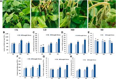 Transcriptome analysis reveals key drought-stress-responsive genes in soybean